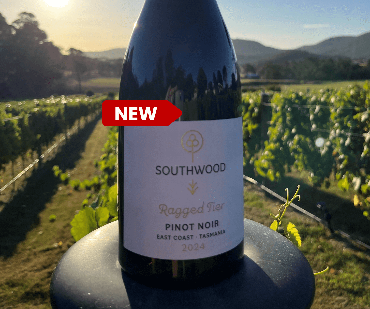 2024 Ragged Tier Pinot Noir - SB